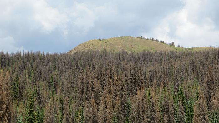 Stressed Colorado forest