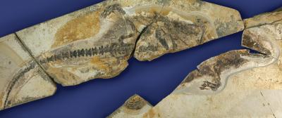 <em>Castorocauda</em>