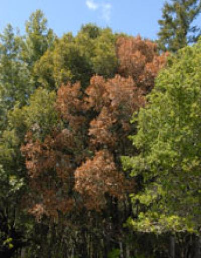 Tree Affected by the Sudden Oak Death