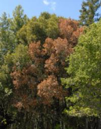 Tree Affected by the Sudden Oak Death