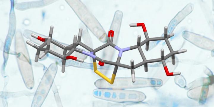 Rostratin A and Exserohilum Rostratum