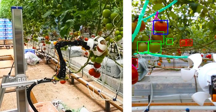 The camera and the tomato-picking robot