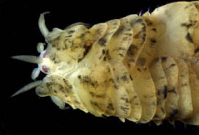 <i>Notophyllum crypticum</i>