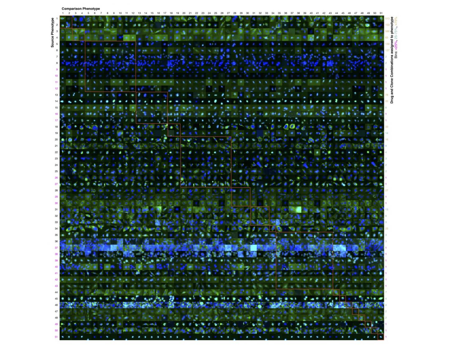 A Comparison of Diverse Phenotypes Identified by An Active Learner