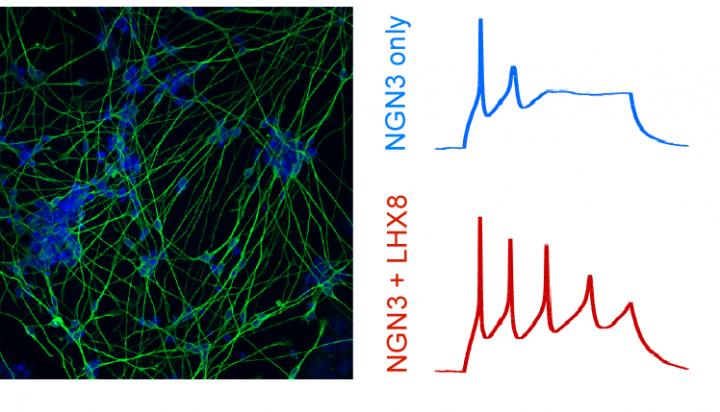 CRISPR-based activation of gene networks