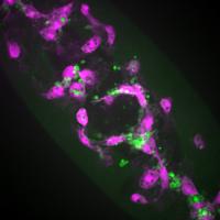 Fruit Fly Macrophages Responding to Wound in Presence of Apoptosis