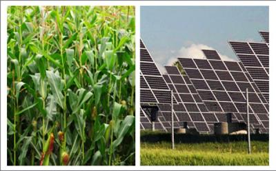 Photosynthesis or Photovoltaics?