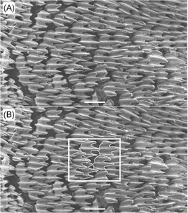 Ultra-magnified Shark Skin