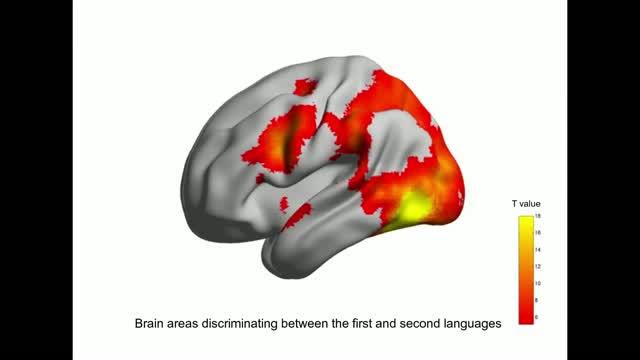 Distinct Language Patterns in the Bilingual Brain (2 of 4)