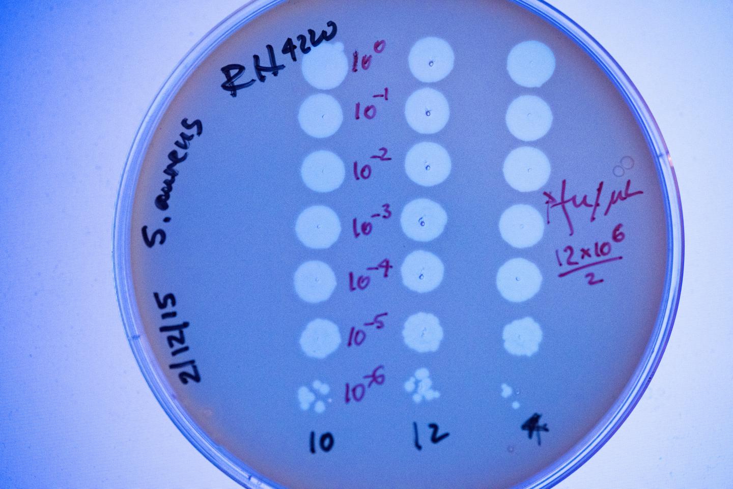 Microbial Memory