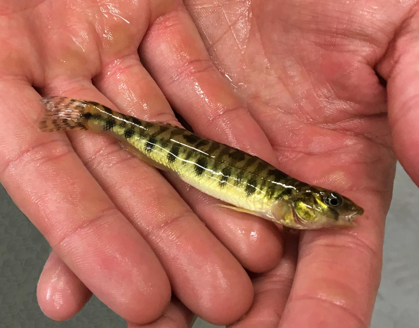Logperch Hand