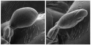 Study reveals how flie's flight stabilizers take shape