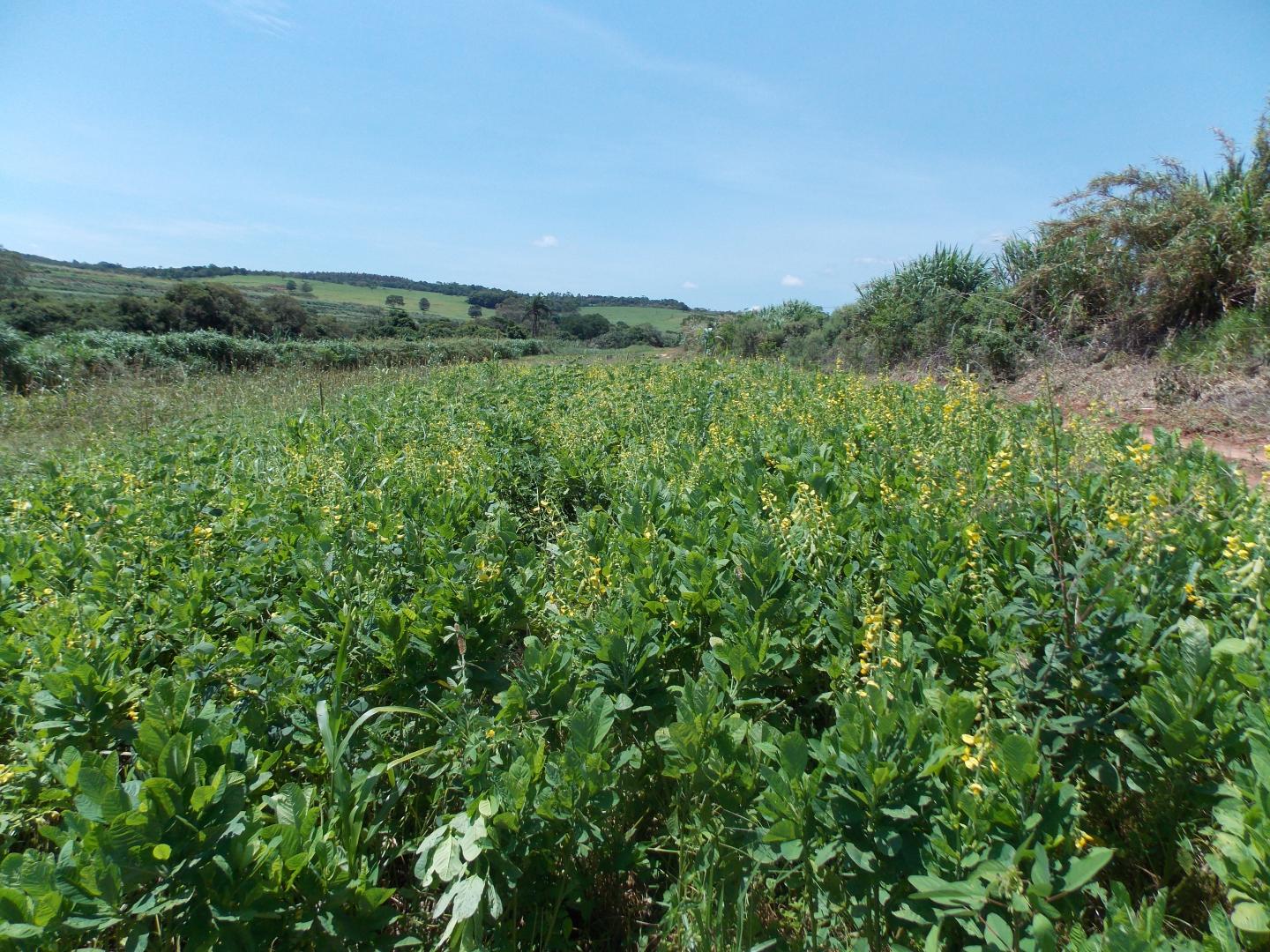 Legume Cover Crop