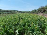 Legume Cover Crop