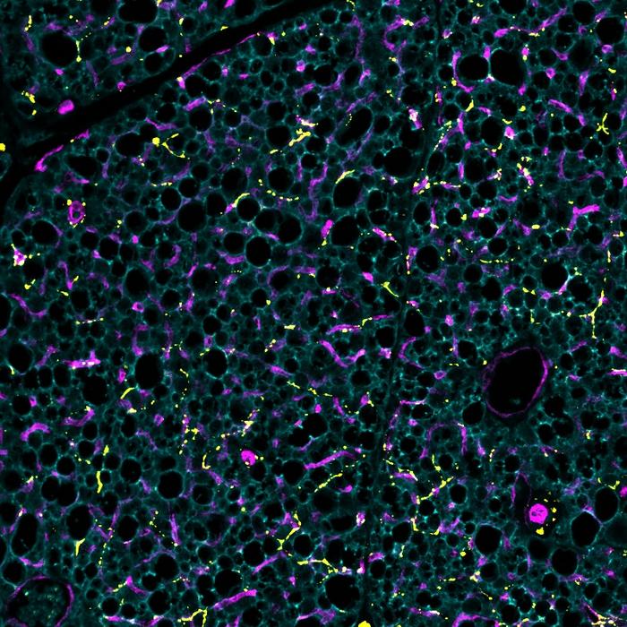 Brown fat cells with blood vessels and nerves
