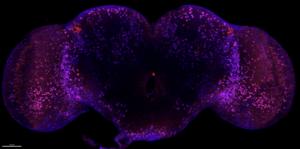 When is a neuron “born”?