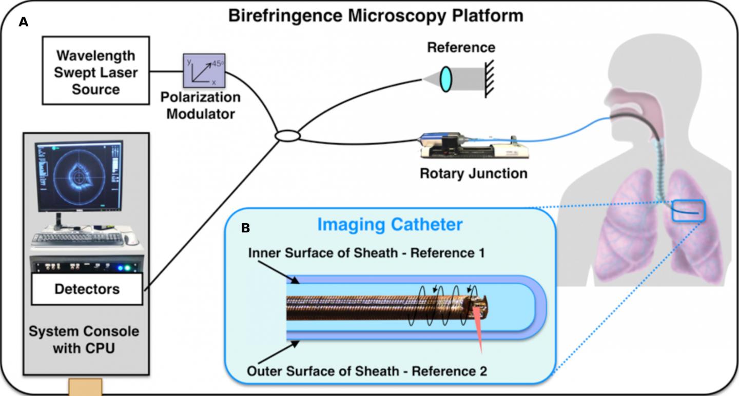 New Imaging Tool Offers View into Asthma Development (2 of 4)
