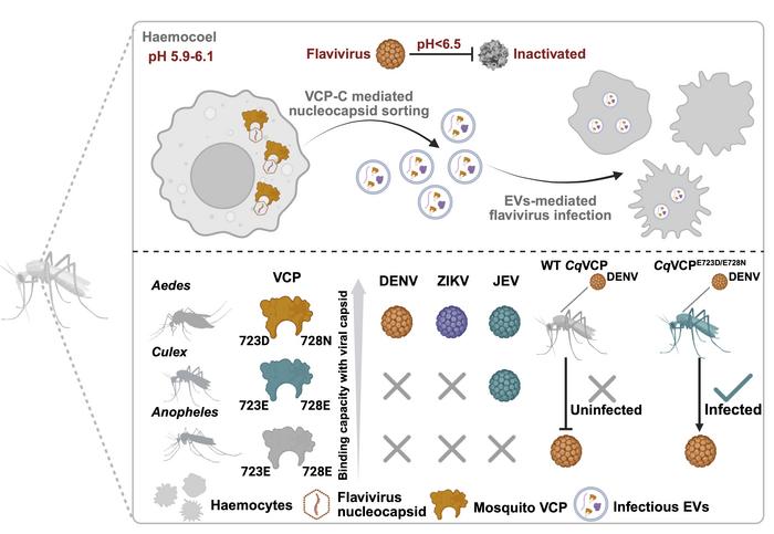 Schematic illustration demonstrating flavivirus infection in mosquitoes.