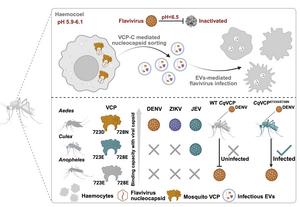 Schematic illustration demonstrating flavivirus infection in mosquitoes.
