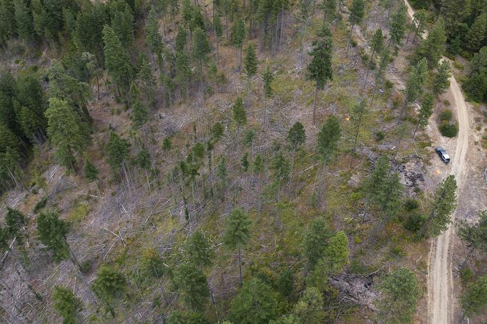 Area of heavy thinning