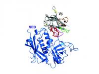 Engineered Protein