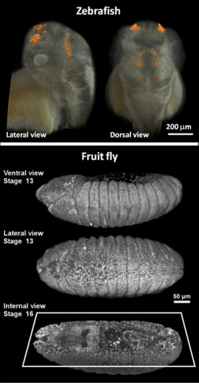 Advanced Imaging