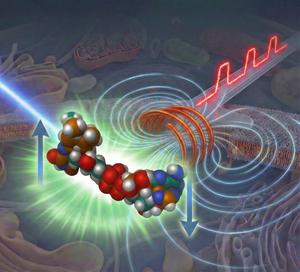 Pump Field Probe Microscopy observes the birth and death of magnetic field sensitive reaction intermediates under sub-cellular conditions.