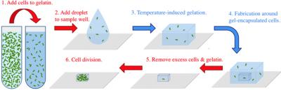 3-D Bacterial Printing Cycle