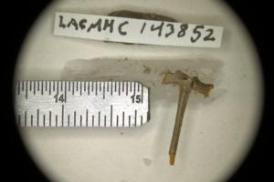 A nearly complete sacro-urostyle of a possibly juvenile individual Spea labrae. Courtesy of La Brea Tar Pits