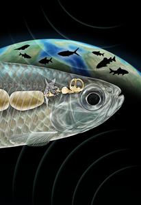 Artist's reconstruction of Weberian apparatus in fossil fish