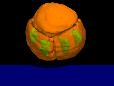 Cell Division Interrupted 551 Million Years Ago?