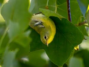An immature female Northern parula