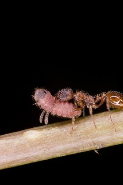Alcon Butterflies Are Raised by Ants (2 of 2)