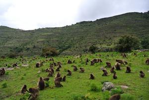 A band of geladas