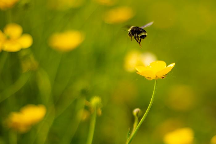 Bumble bee at the UW Farm
