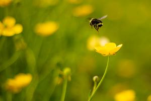 Bumble bee at the UW Farm