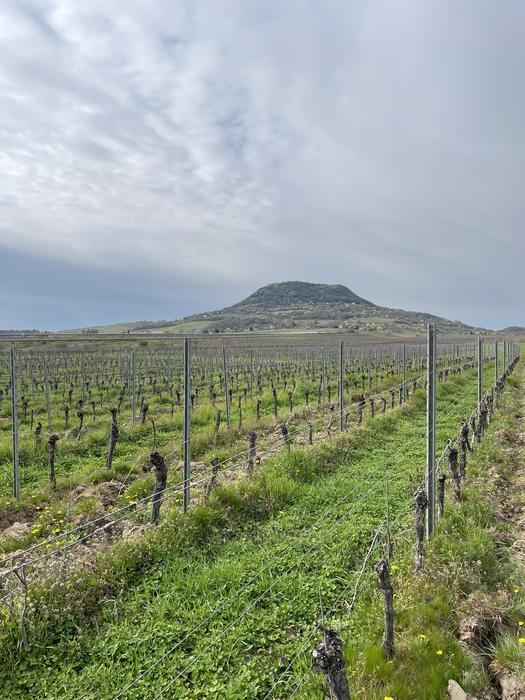 Vineyard  near Káptalantóti, in the Balaton Uplands region