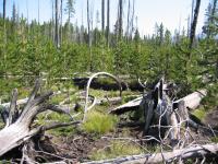 Forest Recovery
