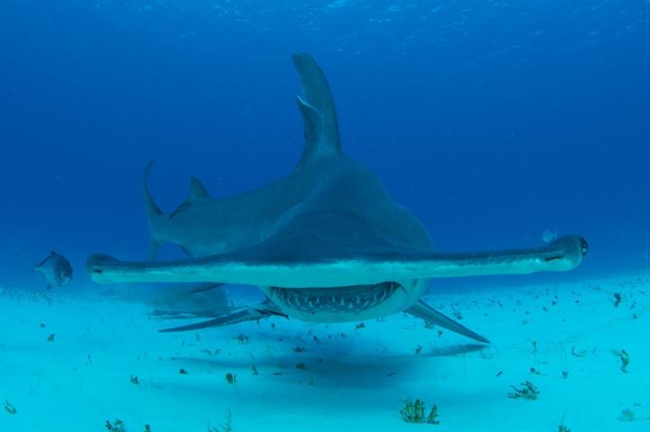 It's Hammerhead Time