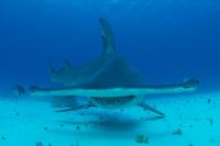 It's Hammerhead Time