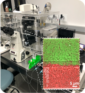 Microfluidic Device