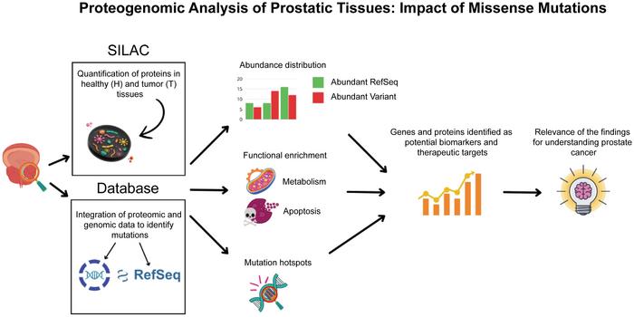 Proteogenomic Analysis of Prostatic Tissues: lmpact of Missense Mutations