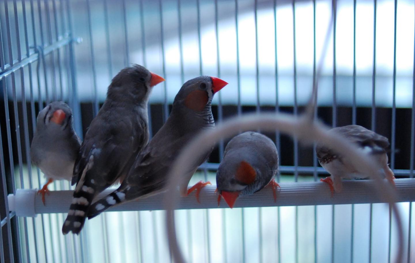 Zebra Finches