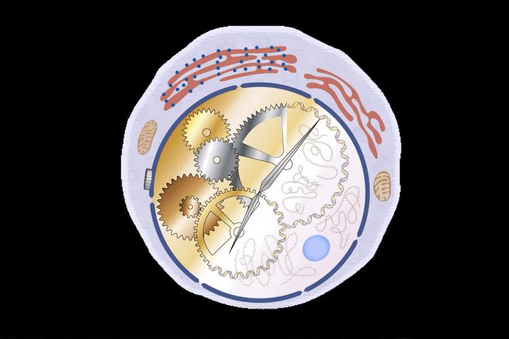 Time-Keeping Cell