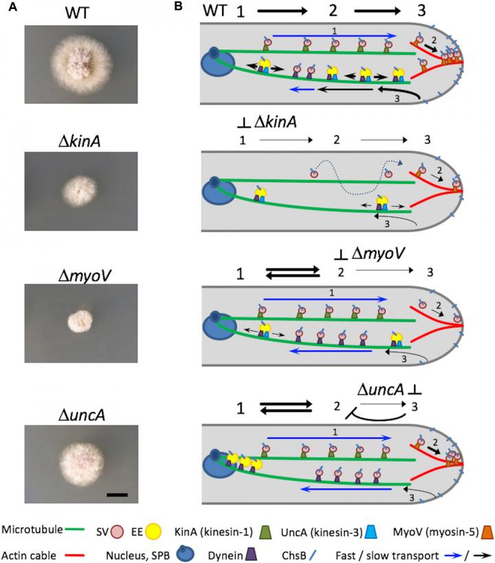 Growth of Fungi (Left) on the Molecular Level (Right) is in the Focus of Research Conducted By KIT