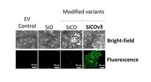 Confocal microscopy images of tobacco leaves showing the relative abundance of oleosin protein