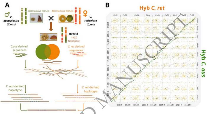 Haplotype-resolved genome assembly and structural variation.