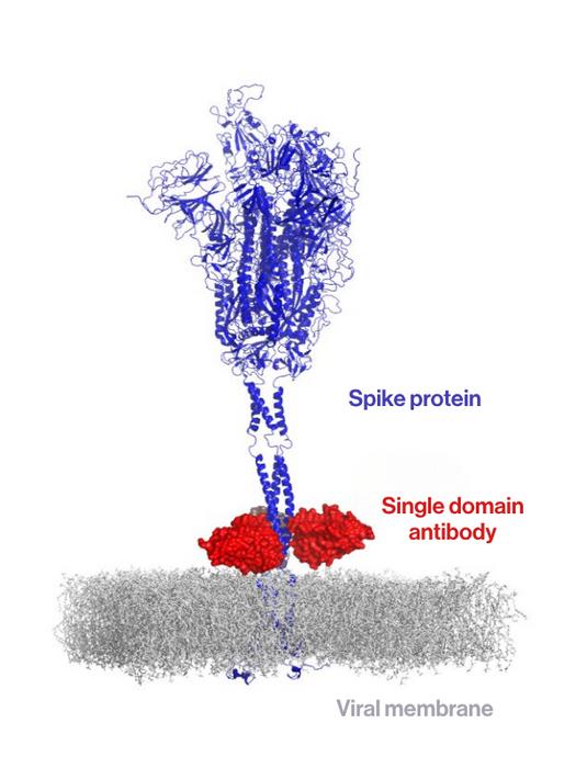 How the single domain antibody locks onto the spike protein’s base