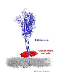 How the single domain antibody locks onto the spike protein’s base