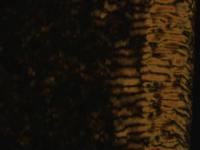 Bacterial Turbulence